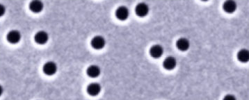 Track etched pores (top view)